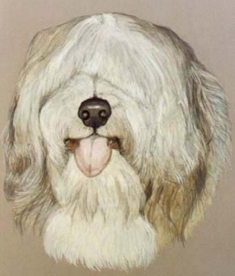 Pet Portraits - Old English Sheepdog Painting Snoopy - Watercolours