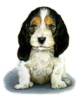 Pet Portraits - Dog Paintings from Your Own Photos - Grand Basset Griffin Vendeen in Watercolours