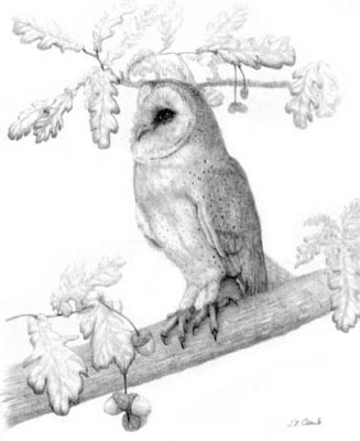 Pet Portraits - Bird Paintings from Your Own Photos - Barn Owl Pencil Study