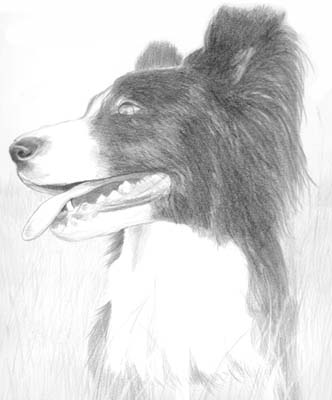 Pet Portraits - Dog Paintings from Your Own Photos - Teg - Pencil Study