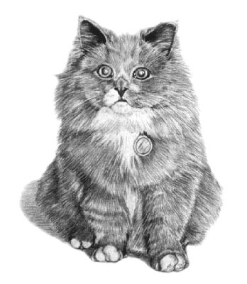 Pet Portraits - Cat Paintings and Pencil Studies from Your Own Photos