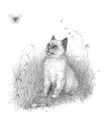 Pet Portraits - Cat and Kitten Paintings and Pencil Studies from Your Own Photos