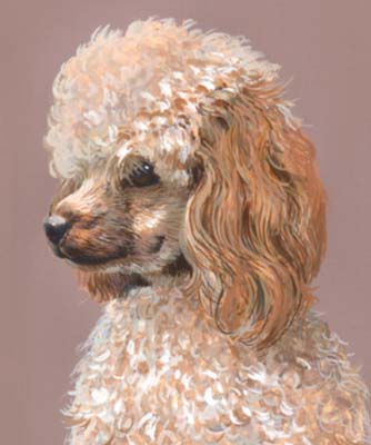 Pet Portraits - Apricot Poodle - Watercolours