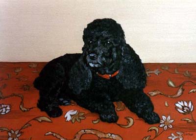 Pet Portraits - Poodle Max on Carpet - Oils