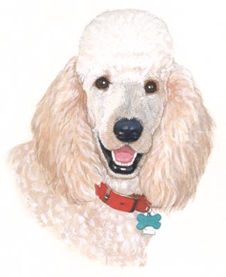 Pet Portraits - Poodle in Watercolours