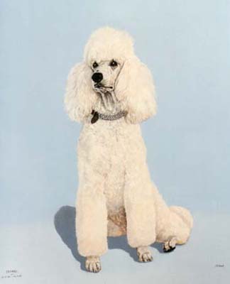 Pet Portraits - Poodle Chanel Full Body Study - Oils