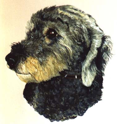 Pet Portraits - Poodle mix Head Study - Watercolours