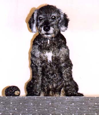 Pet Portraits - Poodle mix - Sam on Stairs - Oils