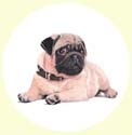 Pet Dog Paintings in oils or watercolours - Pugs