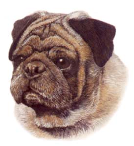 Pet Portraits - Pug Watercolour Painting