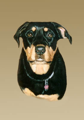Pet Portraits - Rottweiler Head Study - Oils