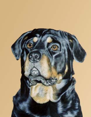 Pet Portraits Rottweiler Dog Paintings by Isabel Clark, English Artist