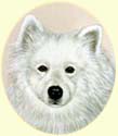 Click for Larger Image of Samoyed