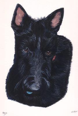 Pet Portraits - Scottish Terrier - Ness in Watercolours