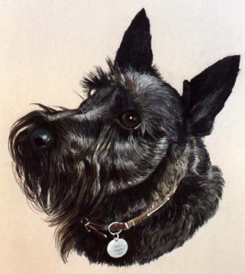 Pet Portraits - Scottish Terrier - Scotty - Watercolours
