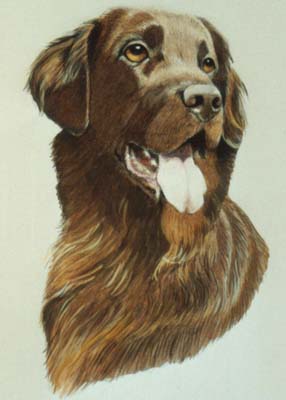 Pet Portraits - Liver Setter - Watercolours