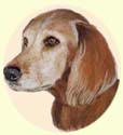 Click for larger image of Red Setter