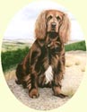 Click for larger image of Red Setter