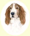 Click for larger image of Red and White Setter