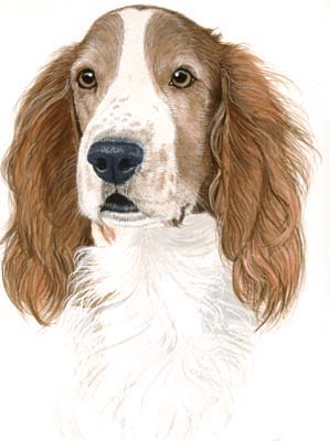 Pet Portraits - Red and White Setter Dudly - Watercolours