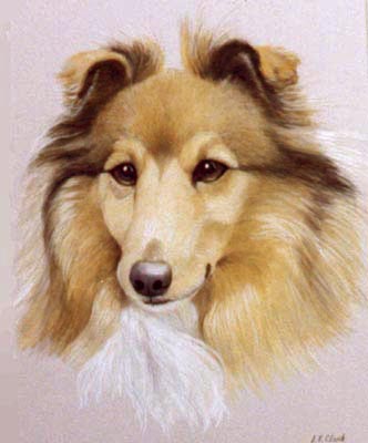 Pet Portraits - Shetland Sheepdog - Sheltie - Watercolours