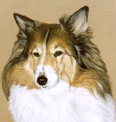 Pet Portraits - Shetland Sheepdog - Sheltie - Oils