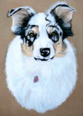 Pet Portraits - Shetland Sheepdog - Sheltie - Oils