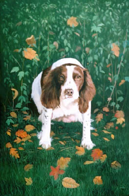 Pet Portraits - Springer Spaniel painting