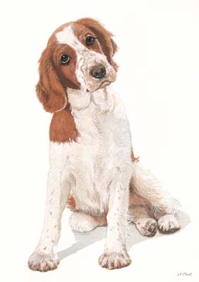 Pet Portraits - Welsh Springer Spaniel painting