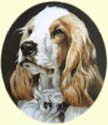 Click for larger image of Springer Spaniel painting