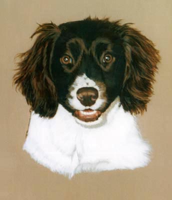 Pet Portraits - Springer Spaniel painting
