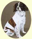 Click for larger image of Springer Spaniel painting