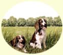 Click for larger image of Springer Spaniels painting