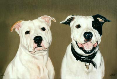 Pet Portraits -  2 Staffordshire Bull Terriers in Oils