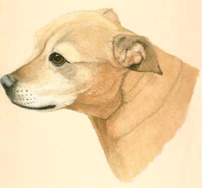 Pet Portraits Dog paintings - Staffordshire Bull Terrier painting