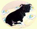 Click for Larger Image of Staffordshire Bull Terrier