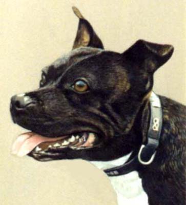 Pet Portraits Dog paintings - Staffordshire Bull Terrier painting 