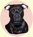 Click for larger image of Staffordshire Bull Terrier