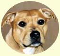 Click for Larger Image of Staffordshire Bull Terrier