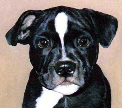 Pet Portraits Dog paintings - Staffordshire Bull Terrier painting in oils