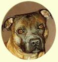 Click for larger image of Staffordshire Bull Terrier painting