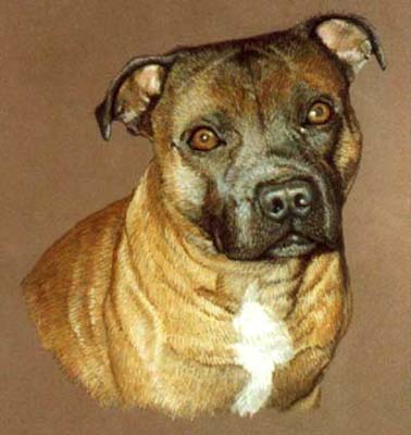 Pet Portraits Dog paintings - Staffordshire Bull Terrier painting in oils