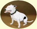 Click for larger image of Staffordshire Bull Terrier painting