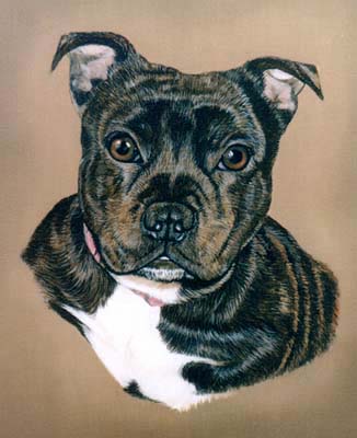 Staffordshire Bull Terrier painting