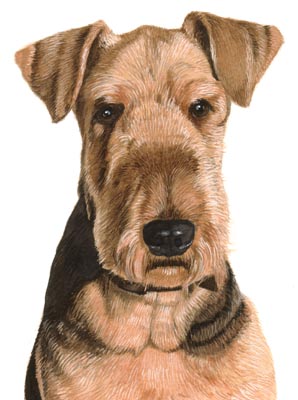 Pet Portraits - Terrier  painting