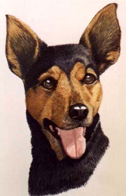 Pet Portraits - Terriers - Manchester Terrier  - Watercolours