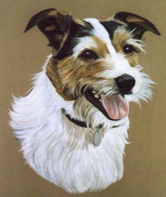Pet Portraits - Terriers - Terrier Mix Head Study  - Oils
