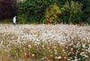 My son Paul in the Dog Daisy Field, Wickman's site - July 1996. This land has, sadly, now been built over