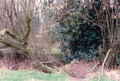 Scout's Wood, Rough Close, Tile Hill, Coventry - From Wickman's Field - Photo