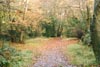 Toby in Scouts Wood - November 1995 - Photo